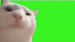 Vibing Cat Green Screen ( Dancing cat meme 2020 )