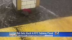 Trending: NYC Rat Goes Viral