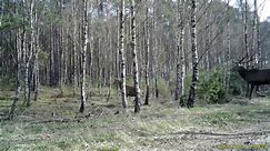Monitoring 3.03.2024 🦌 🎥 RB - Tucholski Park Krajobrazowy