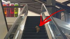 Un chat se trompe d'escalator dans un centre commercial