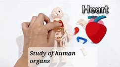study of human body organs