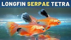 Long finned Serpae Tetra (Hyphessobrycon eques) Red Minor Tetra, Jewel Tetra, Callistus Tetra - Care
