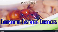 The Camponotus Castaneus Chronicles Pt 1