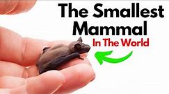 What's The Smallest Mammal In The World!