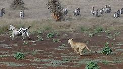 Lion Hunt At Lewa! Zebra Ambush