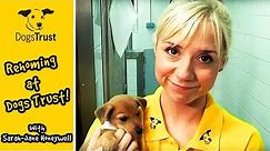 Rehoming at Dogs Trust, with Sarah-Jane Honeywell! | Dogs Trust