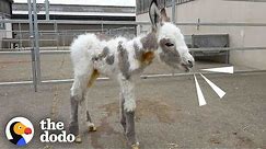 Orphaned Baby Donkey Cried For Days Until He Found A New Mom | The Dodo