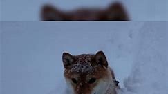 Fluffy Japanese Dog's Snow Delight! | #heartsome #dog #winter