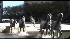 Mustangs of Las Colinas