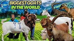 TOP 10 BIGGEST GOATS IN THE WORLD!