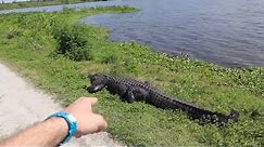 World’s Largest Alligator! Lakeland, Florida - My Search For “GODZILLA” of Circle B Park, Wild Gator