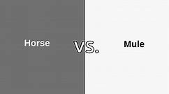 Horse vs Mule: Difference and Comparison