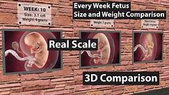 Fetus Every Week Size and Weight Comparison | 3D Comparison | Size Comparison | Data Chart