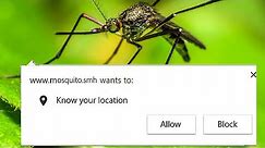 How Mosquitoes Find Humans? Explained!
