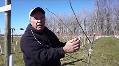 Pruning Semi Dwarf, Standard and Dwarf Apple Trees