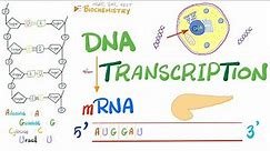 DNA Transcription (Converting DNA to RNA)