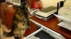 Cats Vs Printers - Funny Videos at Fully :)(: Silly