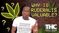 What is Cannabis Ruderalis and why is it valuable? | THCPATV