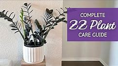 Unlock the Secrets to ZZ Plant Care | A Complete Zamioculcas Zamiifolia Care Guide