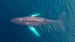 Une baleine à bosse s'est installée près d'un port en Islande depuis 3 semaines