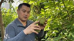 Cherimoya & Atemoya - The Perfect Tropical Fruit Trees for the Central Valley