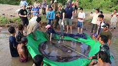 See giant stingray captured in Cambodia