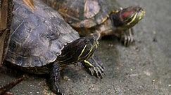 Żółw wodno-lądowy – charakterystyka, gatunki | Zwierzaki