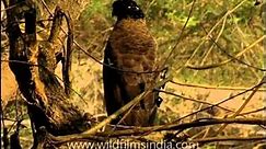 The Crested Serpent Eagle (Spilornis cheela) - video Dailymotion