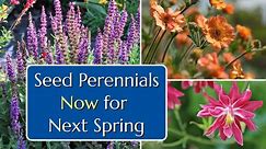 Seed Perennials in Summer for Next Spring