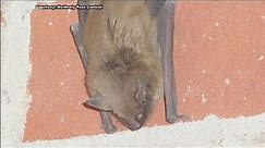 It's bat season! The best way to get them out of your home
