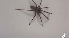 Giant Spiders of the UK! - British House Spider