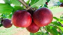 Bravo™ New apple name announced | Department of Agriculture and Food WA