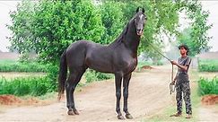 Top horse breeds in India| marwari, kathiawari, sindhi, nukra, english breeds uses in india