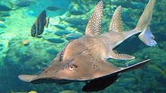 Facts: The Bowmouth Guitarfish (Shark Ray)