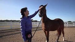 Horse Training Videos: Teaching A Horse To Come When Called