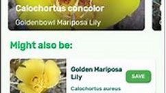 How to identify Goldenbowl Mariposa Lily or Calochortus concolor with Plantsnap