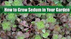 A Comprehensive Guide on How to Grow Sedum in Your Garden