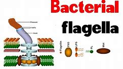 Bacterial flagella | structure and motility
