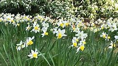 Daffodils in the Pinetum