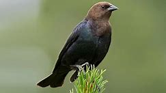 Brown-headed Cowbird Identification, All About Birds, Cornell Lab of Ornithology