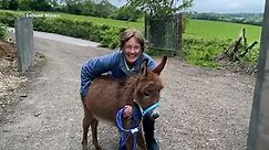 Stolen baby donkey returned to its mum!