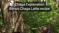 #Chaga is a misunderstood fungi. First of all, it is not a mushroom. #Inonotusobliquus is a white rot fungus that infects mainly Birch trees (Betula species) and occasionally Alder, Beech, Oak, and Poplar. It occurs in the Northern Hemisphere, usually in more northern latitudes (places where it snows). . The fungus can infect a tree and grow parasitically for 10-80 years before the tree dies. This time, the “Chaga” growth is formed, a twisted charcoal colored mass of mycelium that explodes out o
