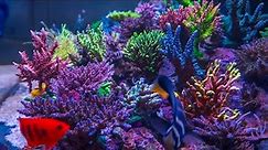 My Acropora Coral Color Secret