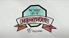 The Secret Life of Carbohydrates