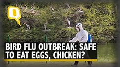 Explainer | Bird Flu in India: What Is Avian Virus? Can It Spread to Humans? | The Quint