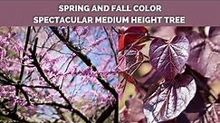 Black Pearl™ Eastern Redbud Tree | Cercis canadensis | Deciduous
