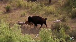 Bison and Her Calf Battle Wolves | North America