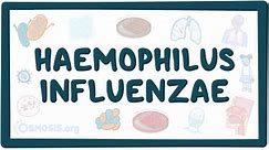 Haemophilus influenzae: Video, Anatomy & Definition | Osmosis