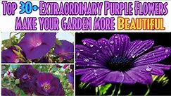 13 - Top 30+ Extraordinary Purple Flowers with names ||Plant them in your garden to increase Beauty