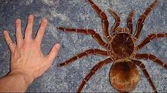 Top 10 BIGGEST Spiders in the World